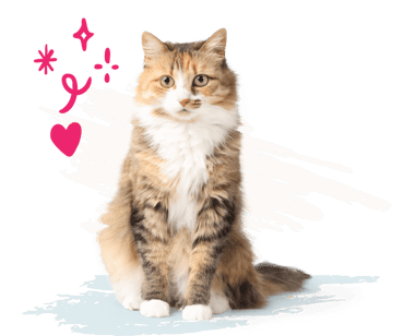 Cat with white and blue paint strokes in background and pink illustrations to the left. 