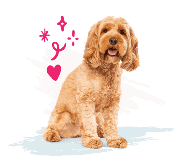 Golden brown dog with white and blue paint strokes and pink illustrations in the background. 