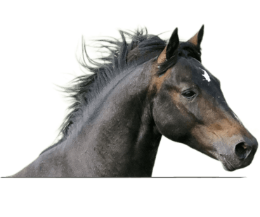Side profile of black and brown horse. 