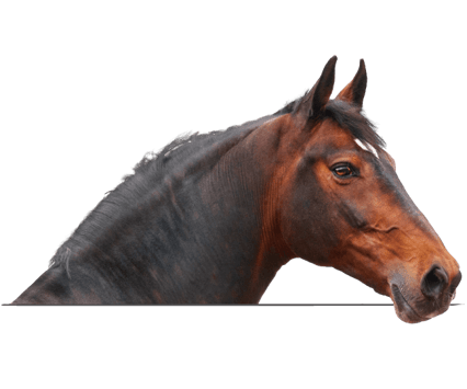 Side profile of brown coloured horse. 
