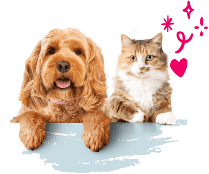Golden coloured dog and gold and white cat sitting side by side with blue paint strokes underneath and pink illustrations.