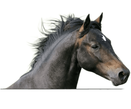 Side profile of black and brown horse. 