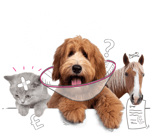 Photo illustration of a dog, cat and horse.