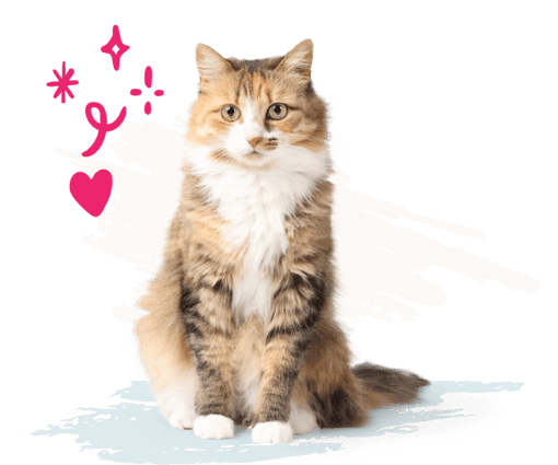 Cat with white and blue paint strokes in background and pink illustrations to the left. 