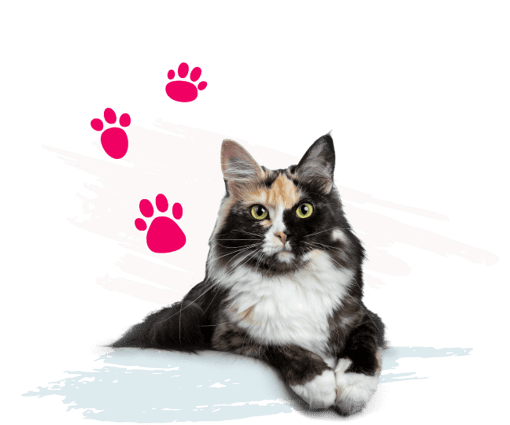 Black, gold and white cat with blue and white paint strokes in background and pink paw print illustrations. 