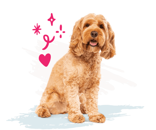 Golden brown dog with white and blue paint strokes and pink illustrations in the background. 