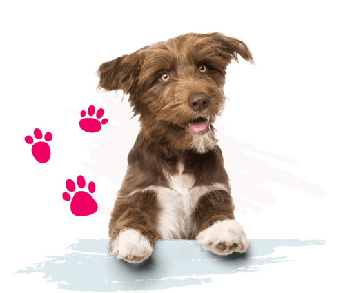 Brown dog with illustrations of pink paw prints to the left of it. 