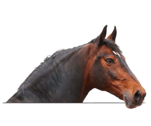 Side profile of brown horse.