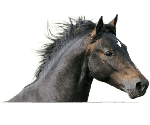 Side profile of black and brown horse. 