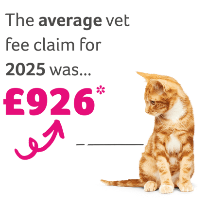 Cat Average Vet Fees 2025